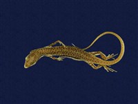 藏品(印度蜓蜥)的圖片